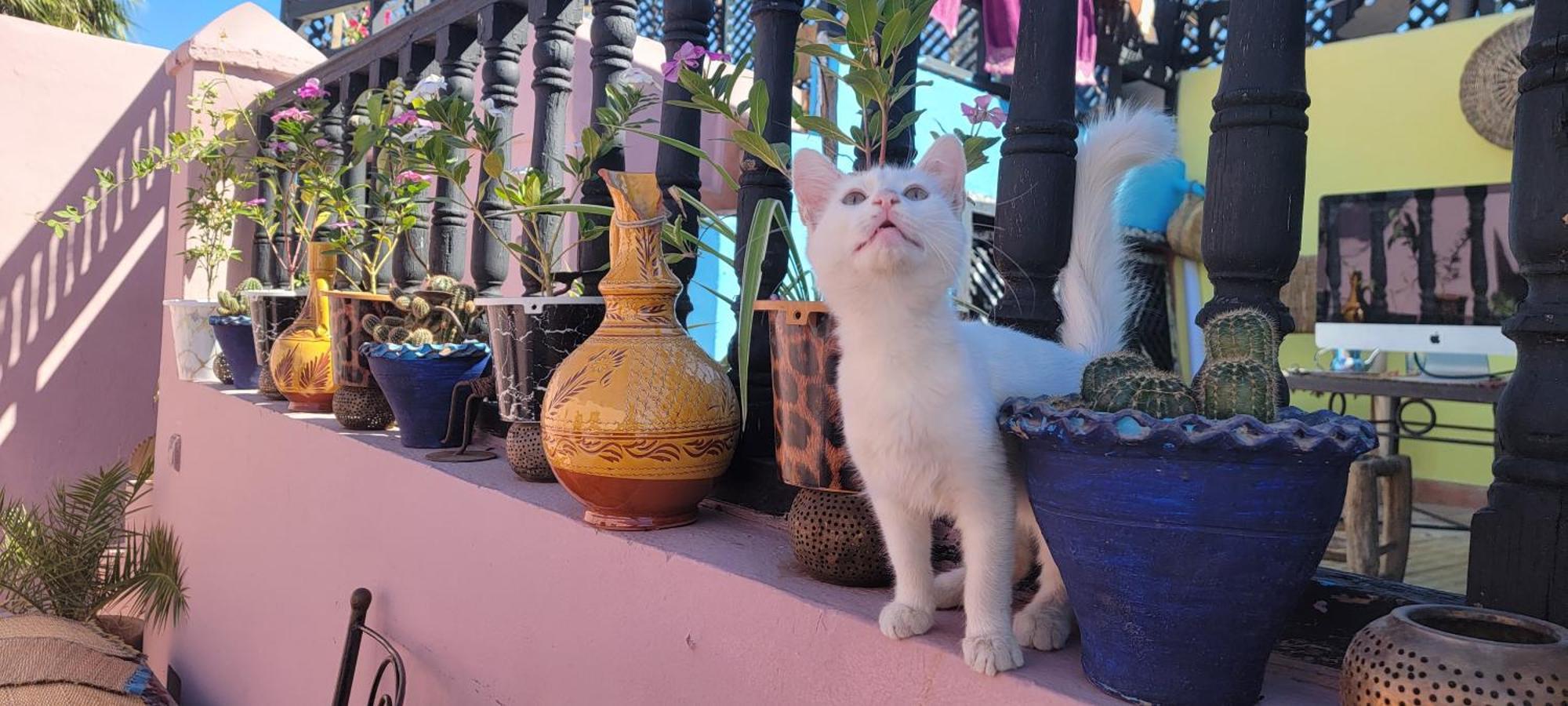 Riad Mamma Marrakech Марракеш Екстер'єр фото